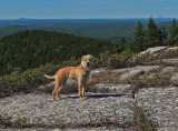 Roxie - Tunk Mountain 9-6-13-ed.jpg