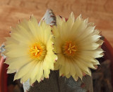 Astrophytum 9-15-17.jpg