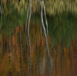 Reflection - Pond - City Forest 10-11-11-ed.jpg