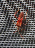Stink Bug on screen 10-9-17.jpg