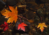 Leaves Sebasticook Lake 10-10-17.jpg