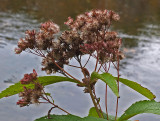Weeds Kenduskeag Stream 10-14-17.jpg