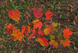 Leaves Kenduskeag SM Trail 10-14-17.jpg