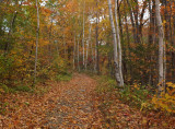 Kenduskeag SM Trail  c 10-14-17.jpg