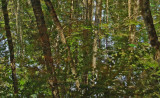 Reflection Blue Hill Trails 7-23-12.jpg
