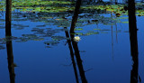 Reflection - Fresh Pond - Holbrook 8-30-11-edJPG.jpg