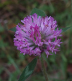 Clover Kenduskeag SM Trail 10-14-17.jpg