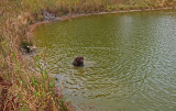 Kelley - Caribou Bog 10-16-17.jpg