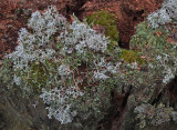 Lichen Caribou Bog 10-16-17.jpg
