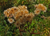 Weeds Caribou Bog 10-16-17.jpg