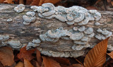Fungi Tunk Mt. 11-14-16-pf.jpg