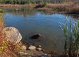 Kelley - Beaver Pond City Forest 10-18-17.jpg
