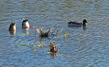 Ducks Beaver Pond City Forest 10-18-17-ed.jpg