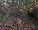 Kelley - Hunters Brook 10-19-17 .jpg