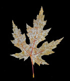 Leaf - Neighborhood 10-31-12 V-2 -pf.jpg