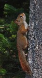 Squirrel Little Long Pond 9-17-17-ed .jpg