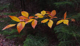 Branch Branch Lake Trail 10-24-17.jpg