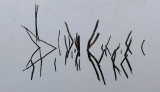 Marsh Sticks - Essex Woods b 10-29-14.jpg