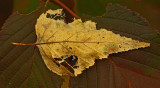 Leaves - Walden c 10-19-11-ed.jpg