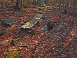 Kelley - Partridge Pond Trail  10-31-17.jpg