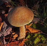 Fungus Partridge Pond Trail  10-31-17.jpg