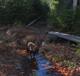 Kelley - Partridge Pond Trail b 10-31-17.jpg