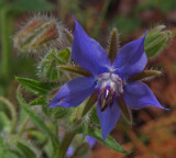 Borage Garden 11-3-17.jpg