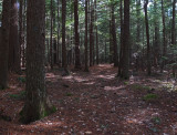 DeMeritt Forest 11-7-17.jpg