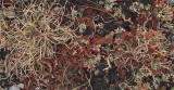 Lichen - Snowmobile Trail 3-7-13.jpg