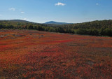 Blueberry Barrens d 10-7-15.jpg