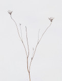 Q A Lace Snowmobile Trail 3-5-13-ed-pf.jpg