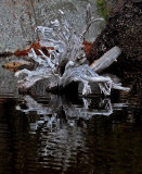 Stump Ducktail Pond 12-8-15-ed-pf.jpg