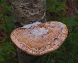 Fungus Perch Pond Trails b 11-16-17.jpg