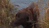 Kelley - Small Pond at Perch Pond b 11-16-17.jpg