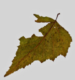Leaf - City Forest 11-5-14-ed.jpg