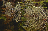 Fernald Cove 12-3-11-ed.jpg