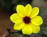 Flower Seal Harbor 7-23-11.jpg