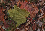 Leaf  PB Snowmobile Trail 11-20-17.jpg