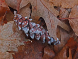 Pine Cone PB Snowmobile Trail 11-20-17.jpg