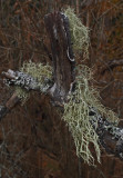 Lichen PB Snowmobile Trail 11-20-17.jpg