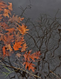 Leaves in Water PB Snowmobile Trail 11-20-17.jpg