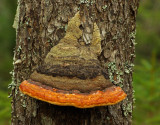 Fungus Tunk Mountain Trail 1-5-12-ed.jpg