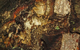 Bark Bangor 4-9-12-ed.jpg