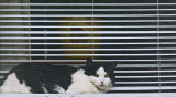 Cat - Bangor 5-30-12-ed2.jpg