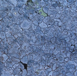 Lichen Beachcroft Trail 4-3-10-ed.jpg