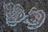 Lichen - Potholes Path 11-14-13.jpg