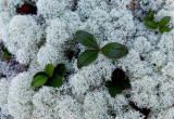 Lichen Partridge Pond Trail  9-30-16.jpg