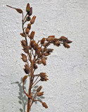 Plant Bango 11-17-13 -ed.jpg