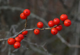 Berries City Forest 11-8-13.jpg