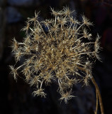 QAL Marsh Island 11-29-13.jpg